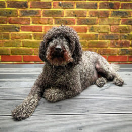 Timmy the dog